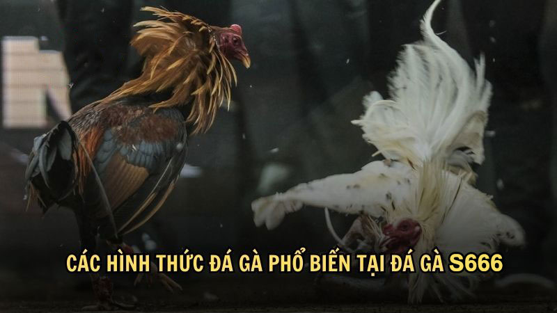 Các hình thức đá gà phổ biến nhất hiện nay tại đá gà S666