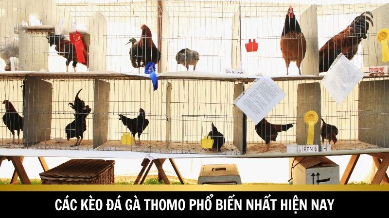 Các kèo đá gà Thomo phổ biến