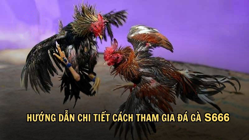 Hướng dẫn chi tiết cách tham gia đá gà S666
