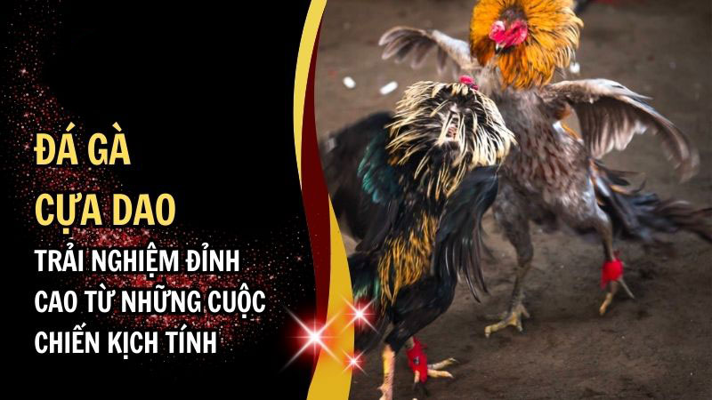 Đá gà cựa dao tại S666