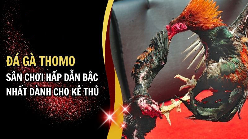 Đá gà Thomo