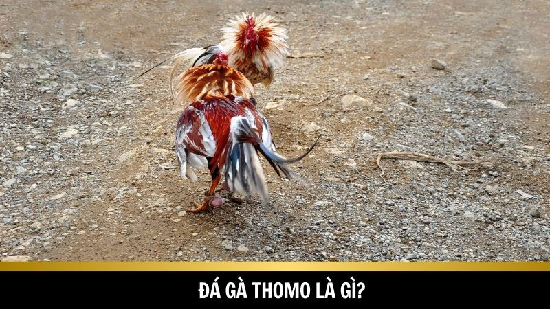 Đá gà Thomo là một thương hiệu nổi tiếng trong giới đá gà