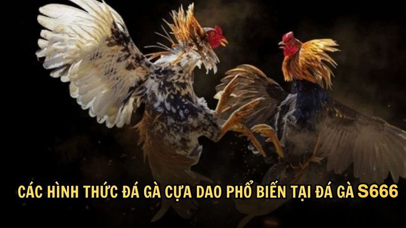 Các hình thức đá gà cựa dao phổ biến tại đá gà S666