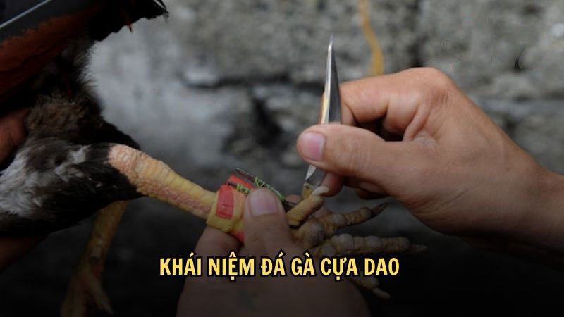 Khái niệm đá gà cựa dao 