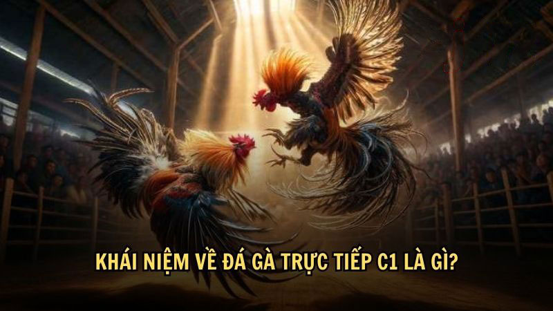 Khái niệm về đá gà trực tiếp C1