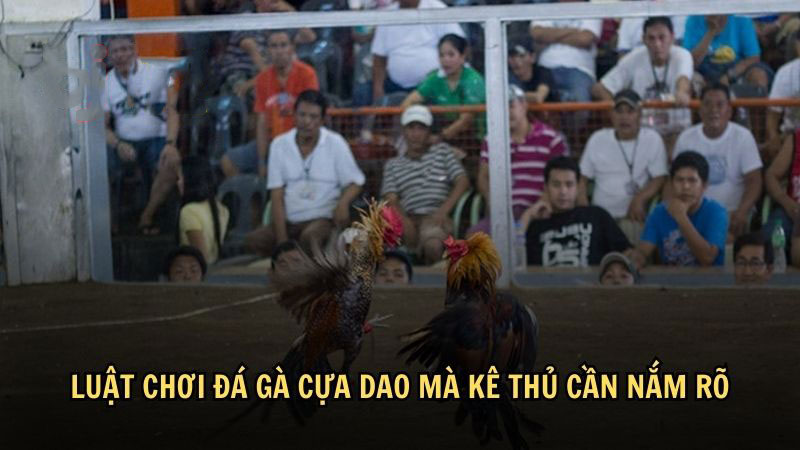 Luật chơi đá gà cựa dao mà kê thủ cần nắm rõ