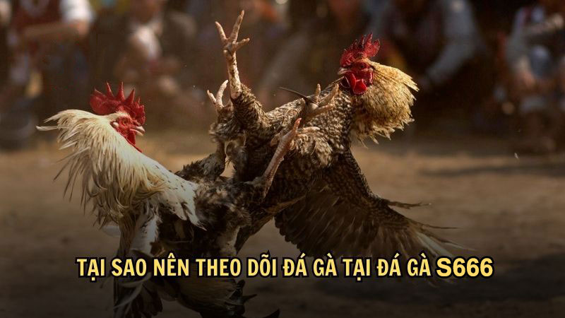 Tại sao nên theo dõi đá gà tại đá gà S666?