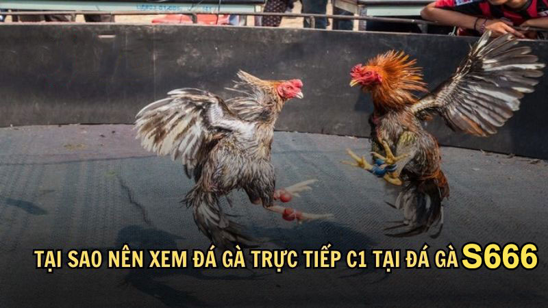 Tại sao nên xem đá gà trực tiếp C1 tại đá gà S666?